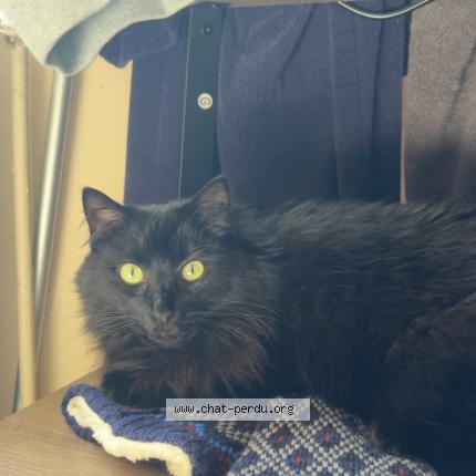Photo de chat perdu à Decines Charpieu