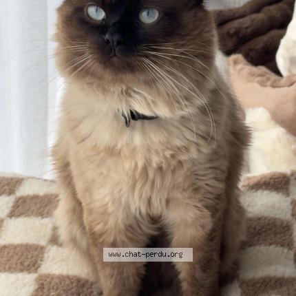 Photo 1/1 Capy Chat perdu à Liomer 80430