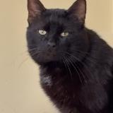 Photo de chat perdu à St Maurices Des Lions