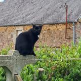 Photo de chat perdu à Sainte Colombe