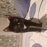 Photo de chat perdu à Le Breil Sur Merize