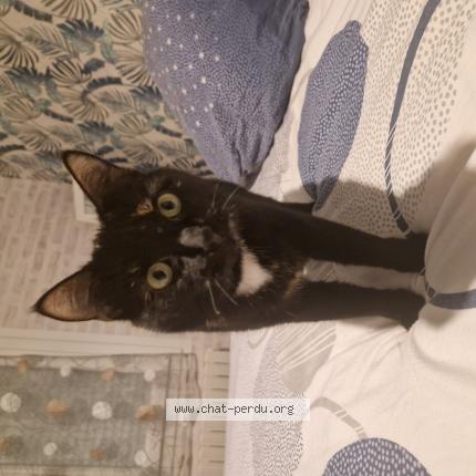 Photo 1/1 Yumi Chat perdu à Le breil sur merize