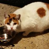 Photo de chat trouvé à Biarritz