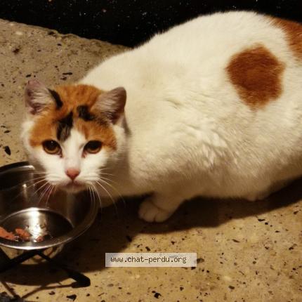 Photo 1/1 Chat trouvé Trouvé à Biarritz