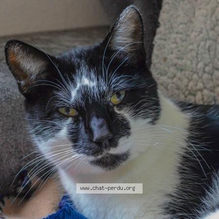 Photo 1/1 Looping Chat perdu à Sollies pont