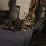 Photo de chat perdu à Jouars Ponchartrain