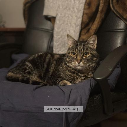 Photo 1/1 Marcel Chat perdu à Jouars ponchartrain