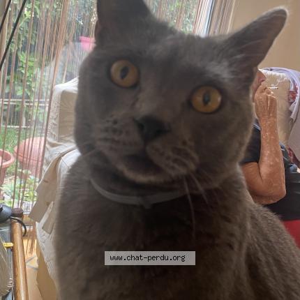 Photo 1/1 Chat retrouvé Perdu à Mandelieu