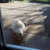 Photo de chat trouvé à Dombasle Sur Meurthe