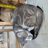 Photo de chat perdu à Puisieux