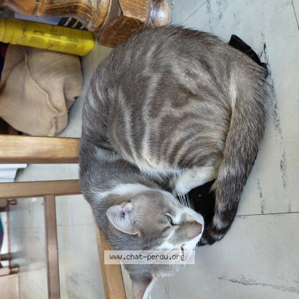 Photo 1/1 Simba Chat perdu à Puisieux