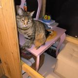 Photo de chat perdu à Monteux