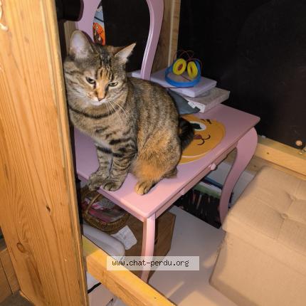 Photo 1/2 Stella Chat perdu à Monteux