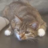 Photo de chat perdu à Les Pavillons Sous Bois