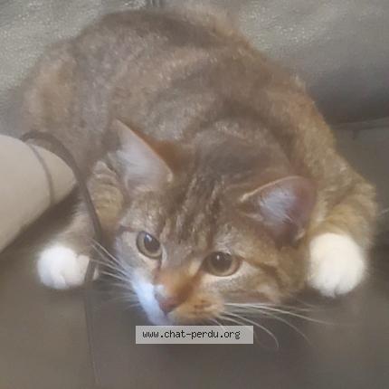 Photo 1/1 Canelle Chat perdu à Les pavillons sous bois