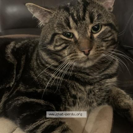 Photo 1/1 Pickles Chat perdu à Repentigny