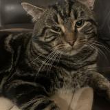 Photo de chat perdu à Repentigny