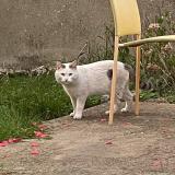 Photo de chat trouvé à Angers