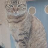 Photo de chat perdu à Roquettes