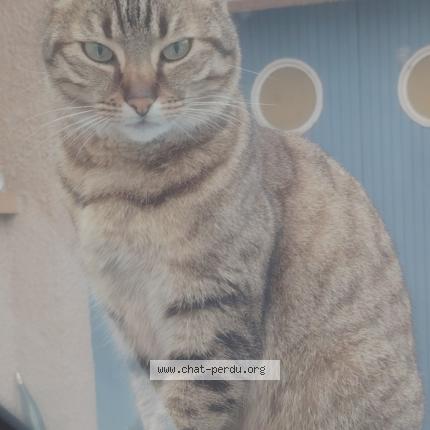 Photo 1/1 Ships Chat perdu à Roquettes