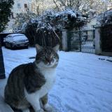 Photo de chat perdu à Stains