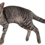 Photo de chat perdu à Fernando De La Mora