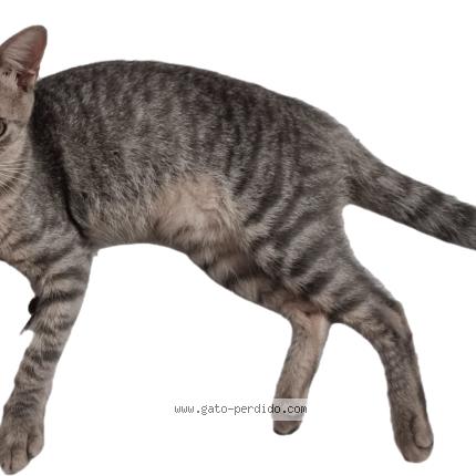 Photo 1/1 Pauli Chat perdu à Fernando de la mora