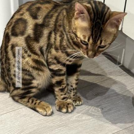 Photo de chat perdu à Mennecy