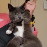 Photo de chat trouvé à Brussels