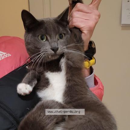 Photo 1/1 Chat retrouvé Trouvé à Brussels