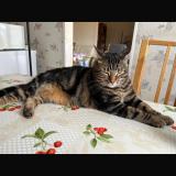 Photo de chat perdu à Igny