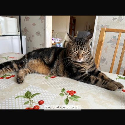 Photo 1/1 F&eacute;f&eacute; Chat perdu à Igny