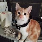 Photo de chat perdu à Vesoul