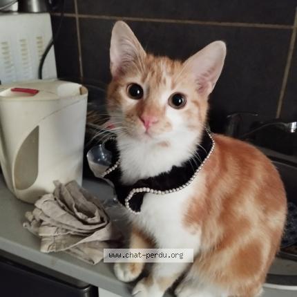 Photo 1/1 moncha varamel Chat perdu à Vesoul