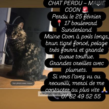 Photo 1/1 Talismann Chat perdu à St nazaire