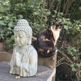 Photo de chat perdu à Vinneuf