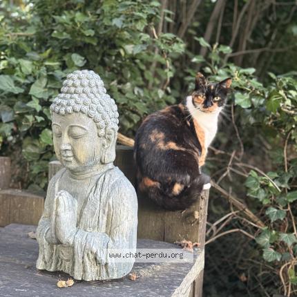 Photo 1/1 Lili Chat perdu à Vinneuf