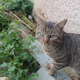 Photo de chat trouvé à Leignes Sur Fontaine