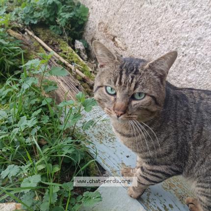 Photo 1/1 Chat trouvé Trouvé à Leignes sur fontaine