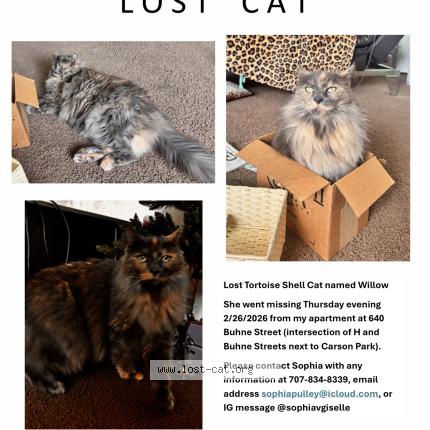 Photo 1/1 Willow Chat perdu à Eureka