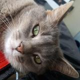 Photo de chat perdu à Virazeil