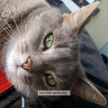 Photo 1/1 Yasmina Yasmina Frederique Mokra Chat perdu à Virazeil