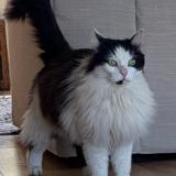 Photo de chat trouvé à Castelmaurou