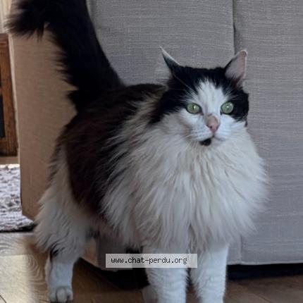 Photo 1/1 Chat trouvé Trouvé à Castelmaurou