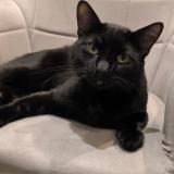 Photo de chat perdu à Sottevast