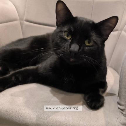 Photo 1/1 Uno Chat perdu à Sottevast