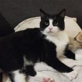 Photo de chat perdu à Le Havre