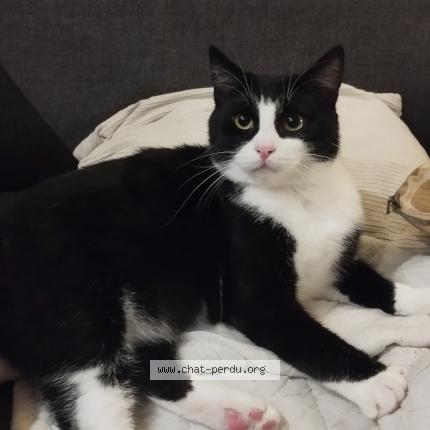 Photo 1/1 baptiste andrieu Chat perdu à Le havre