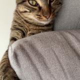 Photo de chat perdu à Greasque