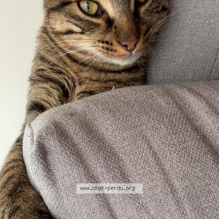 Photo 1/1 Panini Chat perdu à Greasque